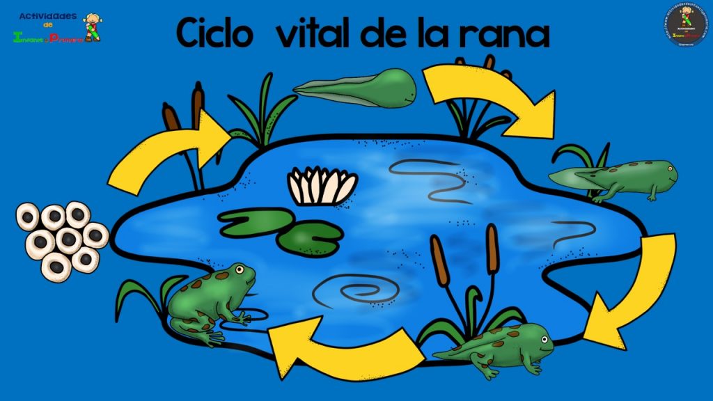 Collection Of Ciclo De La Rana Related Keywords Ciclo De La Rana Long