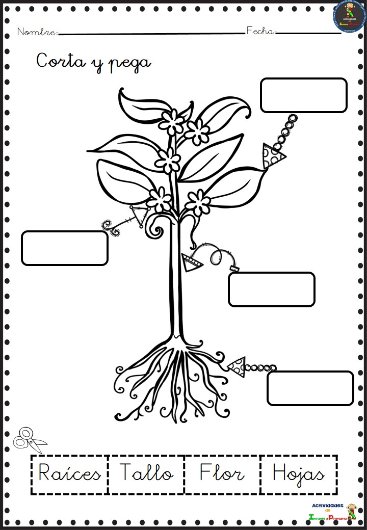 El Ciclo De Vida De Las Plantas