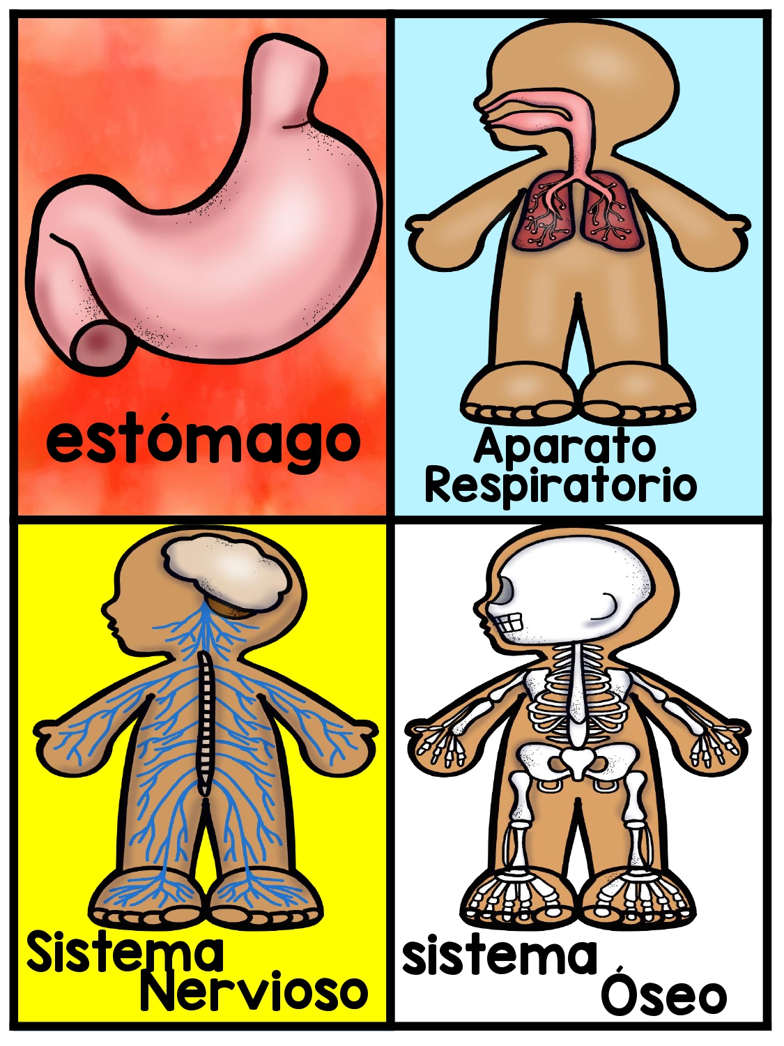 Tarjetas Para Trabajar El Cuerpo Humano En Infantil Y Primaria Page